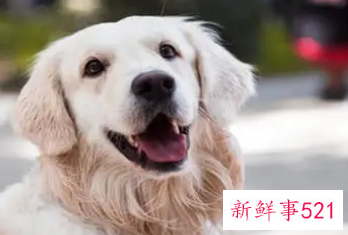 梦见朋友送我狗是什么意思