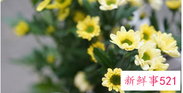 郁金香可以送男朋友吗