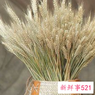 家里摆放干麦子好不好