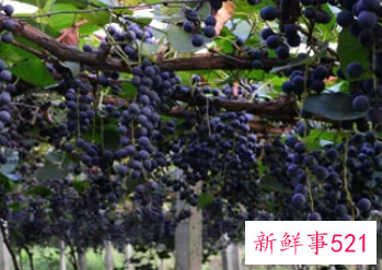 梦见树上结满葡萄是什么寓意