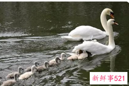 梦见天鹅在游泳是什么意思