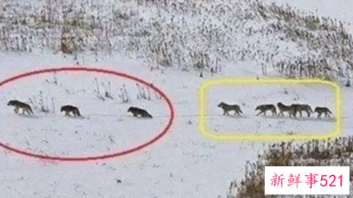 狈是什么样子的动物