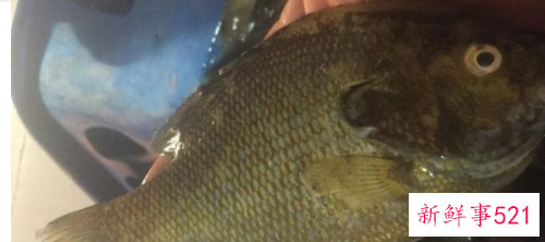 四川多地现太阳鱼