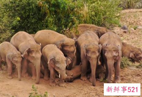 北迁象群南移11公里回峨山，独象距象群24.3公里