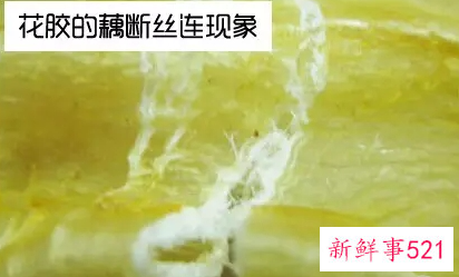 如何辨别假鱼胶和真鱼胶