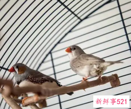 珍珠鸟放室内还是阳台