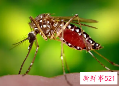 灯亮着蚊子就不咬人了吗