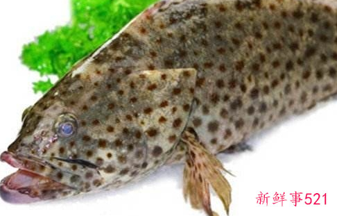 吃石斑鱼怎么预防中毒