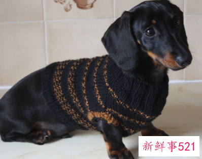 一个月的土狗养的禁忌