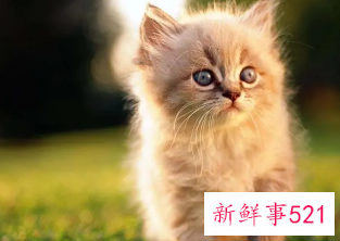 梦见猫一直粘着我