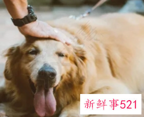 梦见朋友送我狗是什么意思