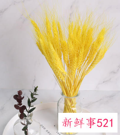 小麦干花摆放的禁忌