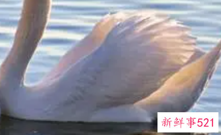 梦见天鹅在湖泊里什么意思