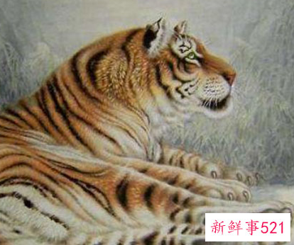 属虎女宝宝取名字佳字