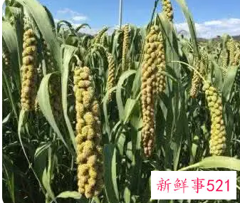 梦见饱满的谷穗是什么寓意