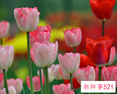 郁金香可以送男朋友吗