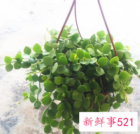 招财五种水果图片