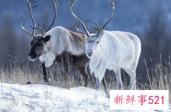 野生动物保护级别