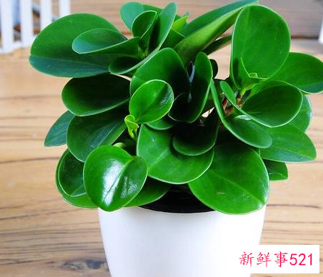 办公室应该放什么绿植