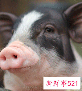 属猪的房间放什么摆件好