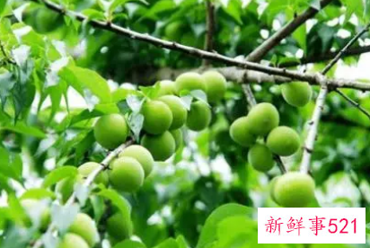 梅子有什么功效
