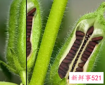 梦见芝麻有什么预兆