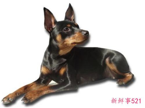 杜宾犬的常见病有哪些