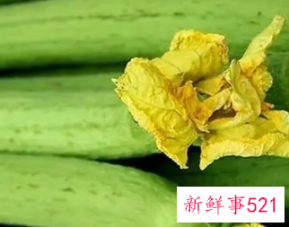 丝瓜水的功效和作用