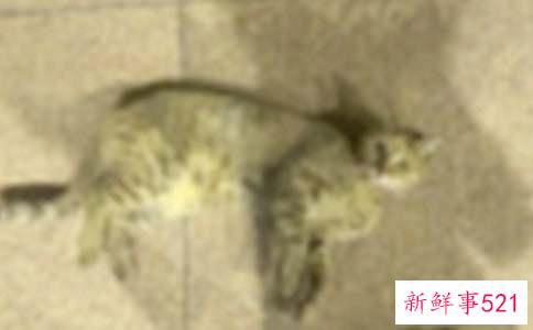 小猫身上有跳蚤怎么办