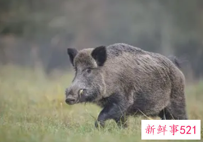 梦见野猪是什么意征兆