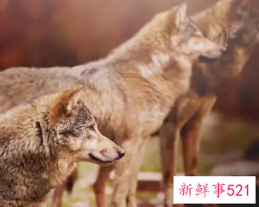 狈是什么样子的动物