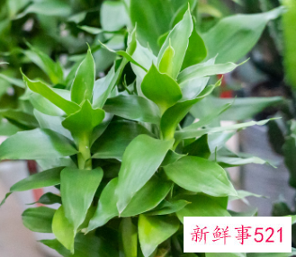 家里插什么鲜花寓意好