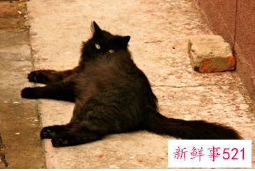 梦见黑猫有什么意思