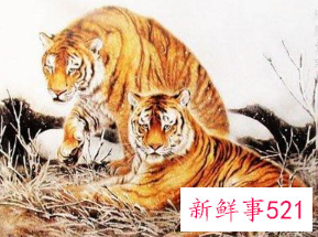 控制欲超强的变态生肖男