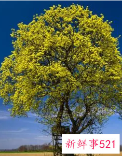 梦见特别漂亮的树