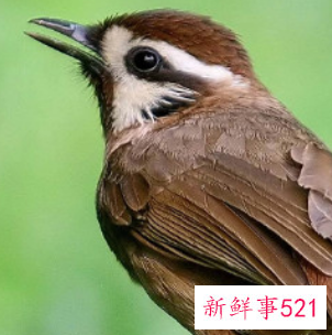 为什么鹦鹉去世眼睛睁着