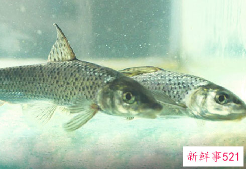 花鱼什么人不能吃