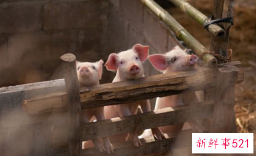 梦见白猪是什么寓意