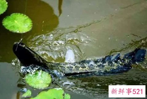 梦见黑鱼咬我的手