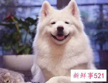 梦见朋友送我狗是什么意思