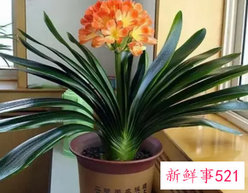 家里可以养君子兰吗