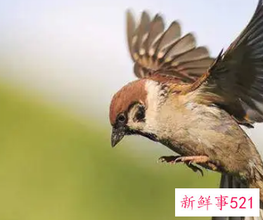 麻雀总是飞到家里窗户预示什么