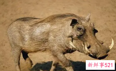 梦见野猪是什么意征兆