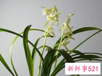 兰花的特点用四字词语表示