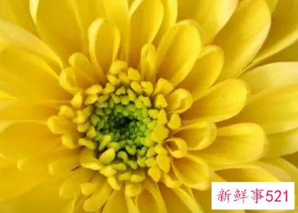 梦见黄色的菊花是什么意思