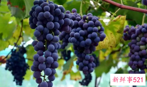 夏黑和巨峰葡萄哪个好吃