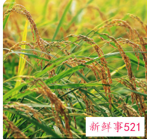 梦见饱满的谷穗是什么寓意