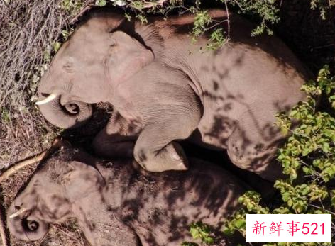 北迁象群南移11公里回峨山，独象距象群24.3公里