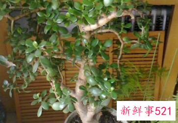 常见物品摆放问题