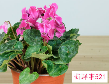 家里插什么鲜花寓意好